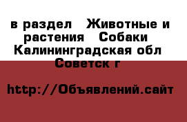  в раздел : Животные и растения » Собаки . Калининградская обл.,Советск г.